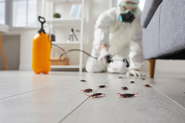 Commercial Kitchen Cockroach Control in Ama